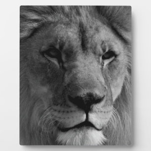 Plaque Photo Lion noir et blanc