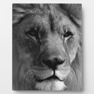 Plaque Photo Lion noir et blanc