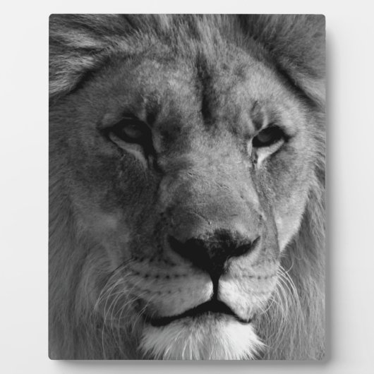 Plaque Photo Lion noir et blanc (Devant)