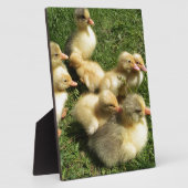 Plaque Photo littgosling (Côté)