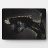 Plaque Photo Little Black Kitty (Devant)