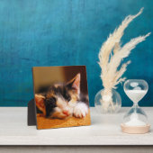 Plaque Photo Little Kitty Dormait (Insitu)