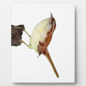 Plaque Photo Little Wren (Devant)