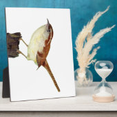 Plaque Photo Little Wren (Côté)