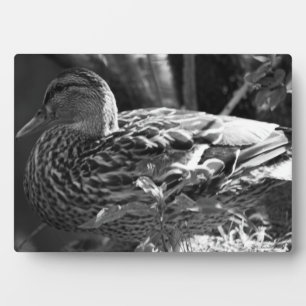 Plaque Photo L'observateur