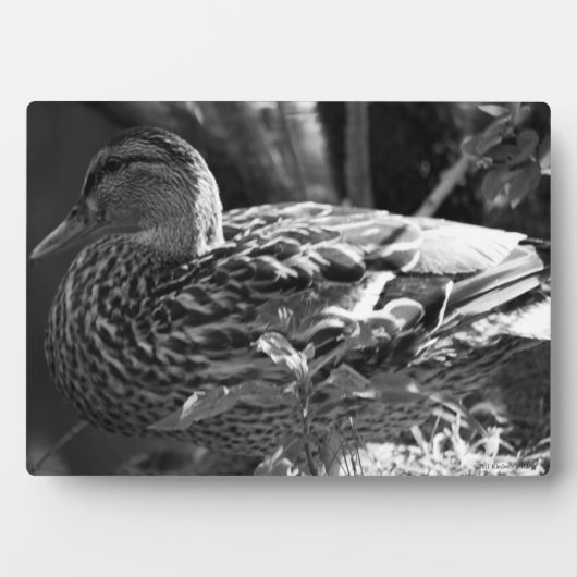 Plaque Photo L'observateur (Devant)