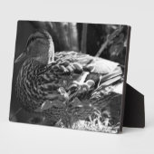 Plaque Photo L'observateur (Côté)