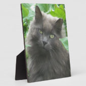 Plaque Photo Long Haired Gray Russian Blue Cat (Côté)