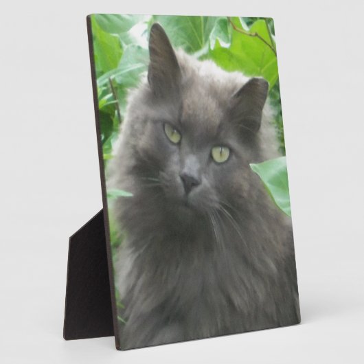Plaque Photo Long Haired Gray Russian Blue Cat (Côté)