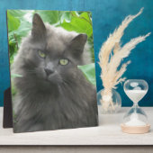 Plaque Photo Long Haired Gray Russian Blue Cat (Côté)