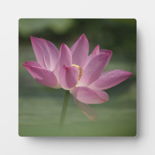 Plaque Photo Lotus Blossom Rose Sacré - Serene Zen Art pour Med