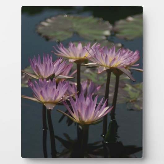 Plaque Photo Lotus Nénuphar pourpre (Devant)