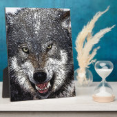 Plaque Photo Loup sauvage (Côté)