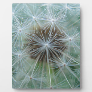 Plaque Photo Löwenzahnmuster