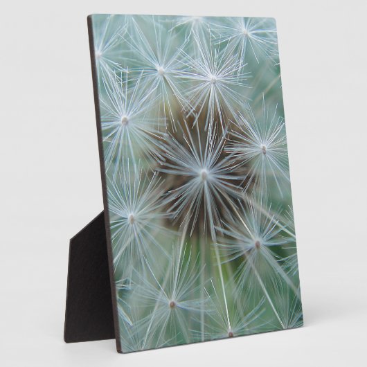 Plaque Photo Löwenzahnmuster (Côté)