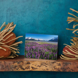 Plaque Photo Lupins en fleurs Montagnes Kenai, Alaska