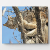 Plaque Photo Lynx espiègle (Devant)