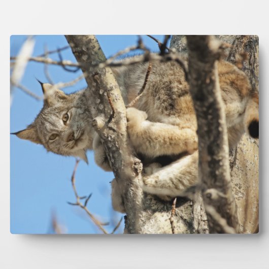 Plaque Photo Lynx espiègle (Devant)