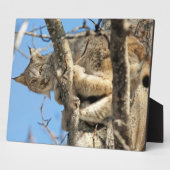Plaque Photo Lynx espiègle (Côté)