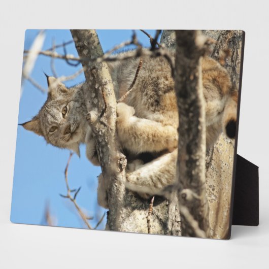 Plaque Photo Lynx espiègle (Côté)