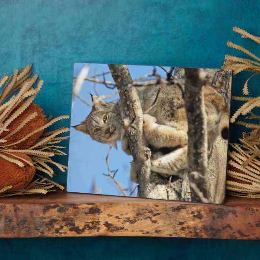 Plaque Photo Lynx espiègle (Côté)