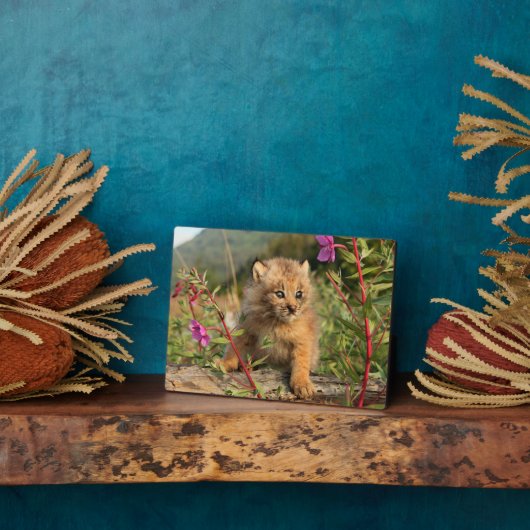 Plaque Photo Lynx Kitten, Canada, Alaska (Côté)