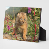 Plaque Photo Lynx Kitten, Canada, Alaska (Côté)