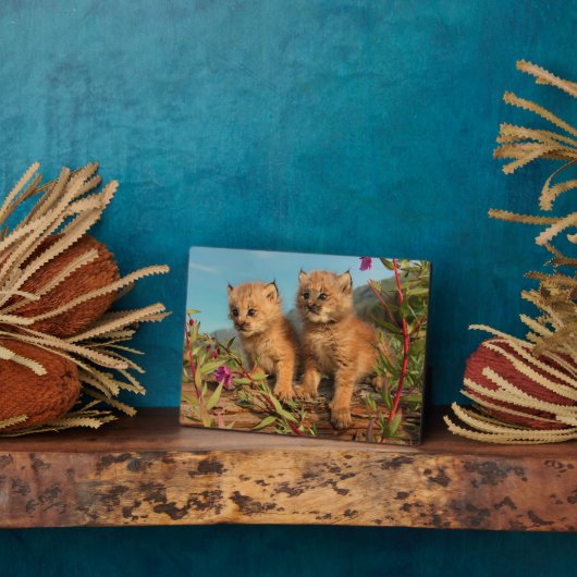 Plaque Photo Lynx Kittens, Canada, Alaska (Côté)