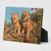 Plaque Photo Lynx Kittens, Canada, Alaska (Côté)