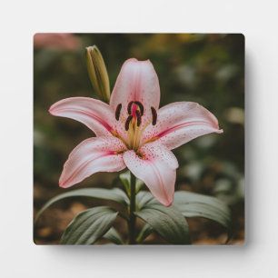 Plaque Photo Lys rose ouvert