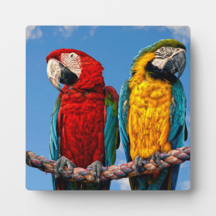 Plaque Photo Macaw bleu et jaune et macaw Scarlet