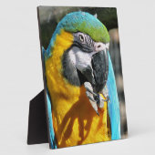 PLAQUE PHOTO MACAWS (Côté)