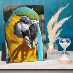 PLAQUE PHOTO MACAWS