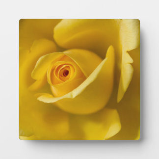 Plaque Photo Macro Rose jaune