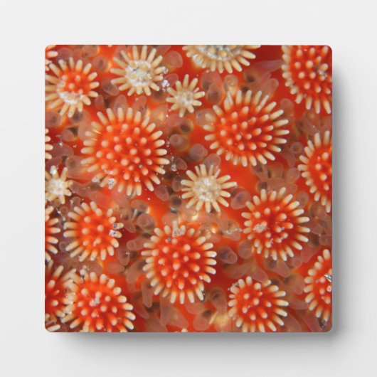 Plaque Photo Macro Sea Star (Devant)