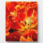 Plaque Photo Macro Tulips rouges (Devant)