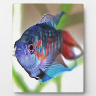 Plaque Photo Macropodus Opercularis Aquarium Poisson