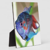 Plaque Photo Macropodus Opercularis Aquarium Poisson (Côté)