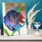 Plaque Photo Macropodus Opercularis Aquarium Poisson (Côté)