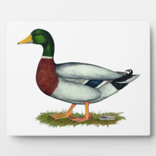 Plaque Photo Mallard Duck Drake