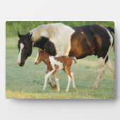 Plaque Photo Maman & Nouveau-né Paint Filly (Devant)