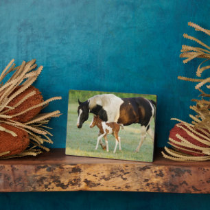 Plaque Photo Maman & Nouveau-né Paint Filly