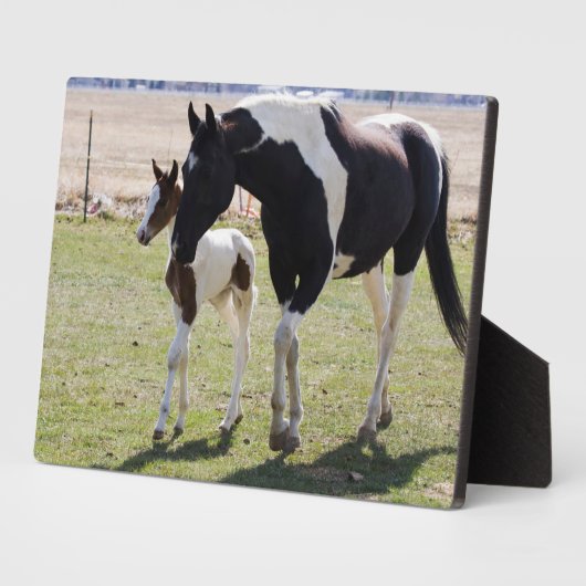 Plaque Photo Marche de Mare et Filly (Côté)