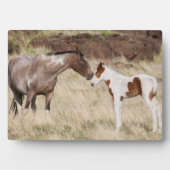 Plaque Photo Mare avec Colt (Devant)