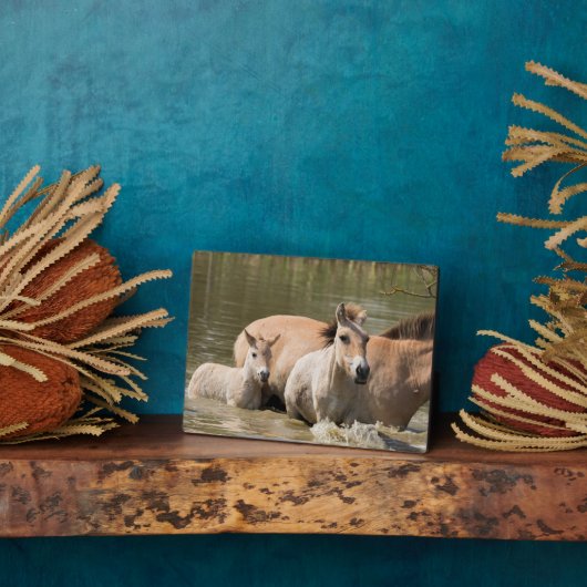 Plaque Photo Mare avec Foal Crossing a River (Côté)