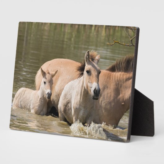 Plaque Photo Mare avec Foal Crossing a River (Côté)