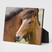 Plaque Photo Mare Et Colt (Côté)