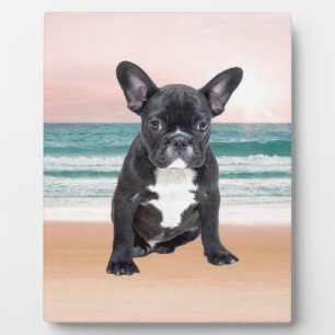 Plaque Photo Mare French Bulldog Beach Eau Soleil