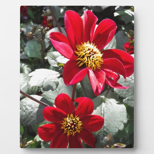 Plaque Photo marguerite rose chaud rouge / marguerites fleurs (Devant)