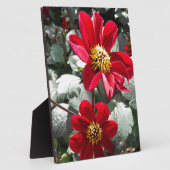 Plaque Photo marguerite rose chaud rouge / marguerites fleurs (Côté)